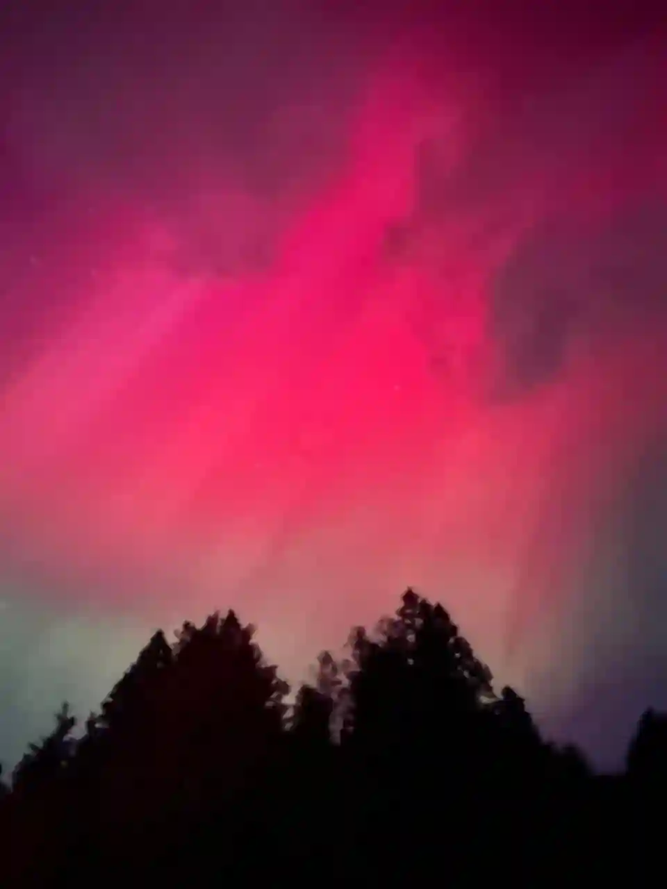 Aurora boreal vista em Fredericton, Canadá, com céu rosa sobre as árvores