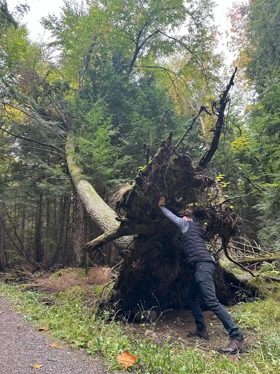 Trilha do Odell Park em Fredericton com árvore caída na floresta