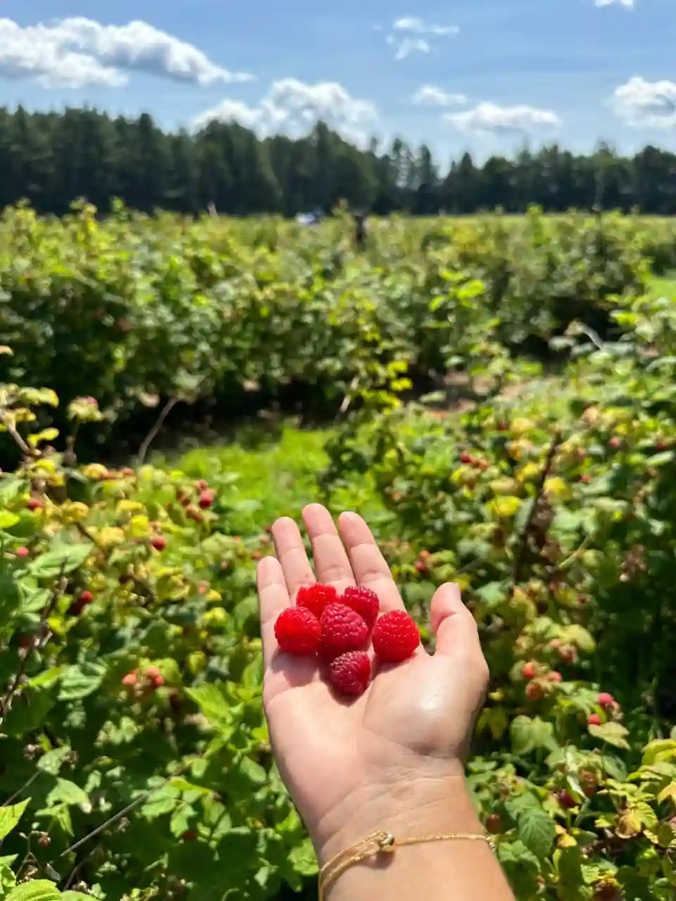Framboesas colhidas à mão no Sunset U-Pick em Fredericton